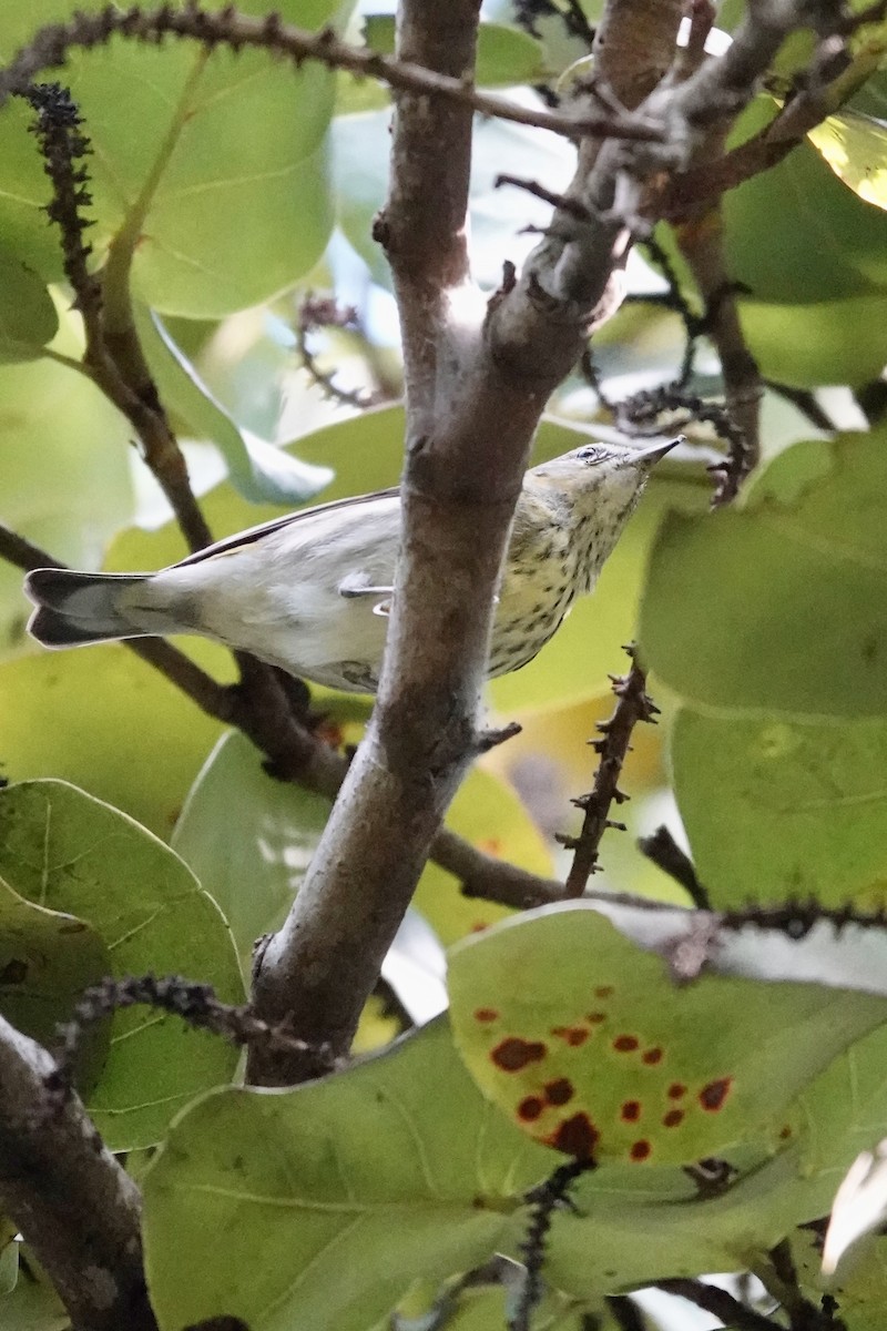 ホオアカアメリカムシクイ - ML645382581