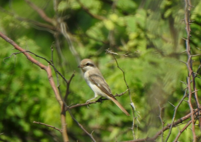 Alcaudón Isabel - ML645382585