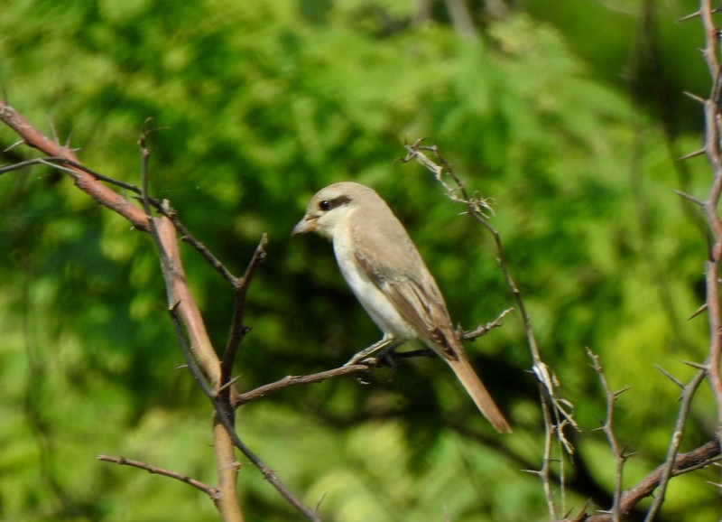 Alcaudón Isabel - ML645382586