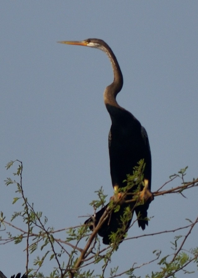 orientslangehals - ML645382587