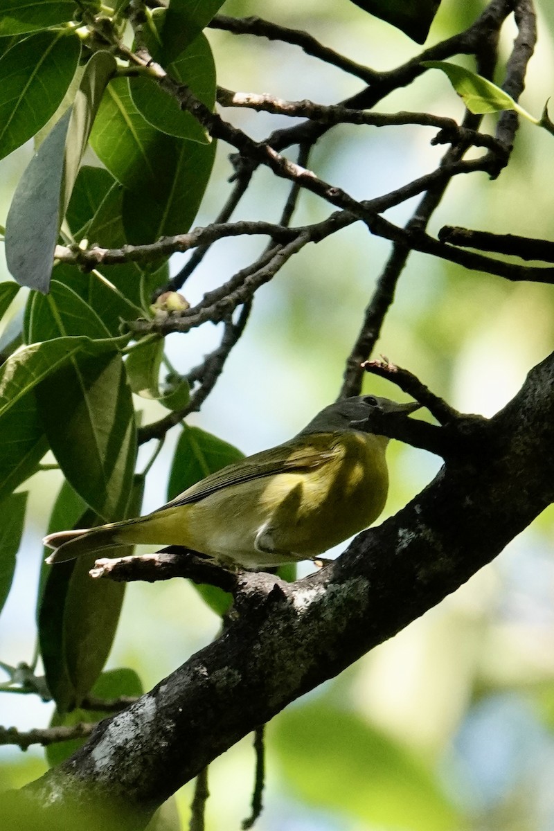 Nashville Warbler - ML645382591