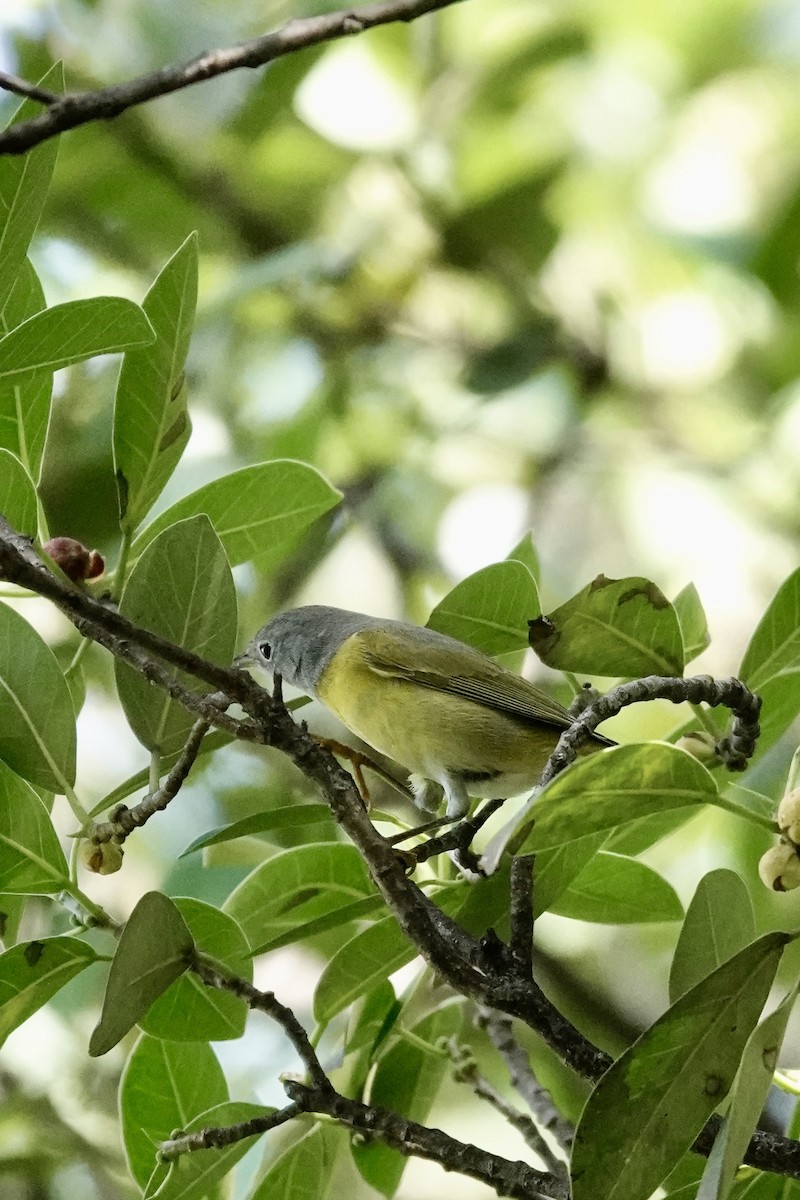 Nashville Warbler - ML645382592