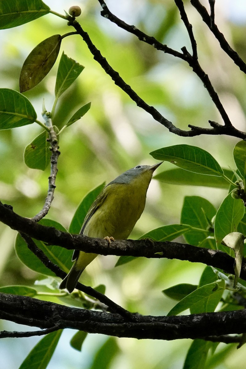 Nashville Warbler - ML645382593