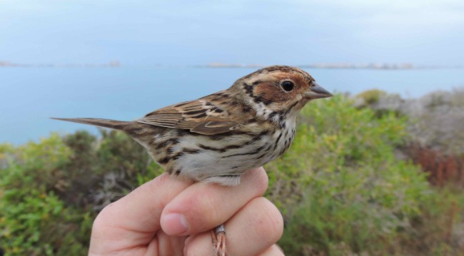 Little Bunting - ML645382597
