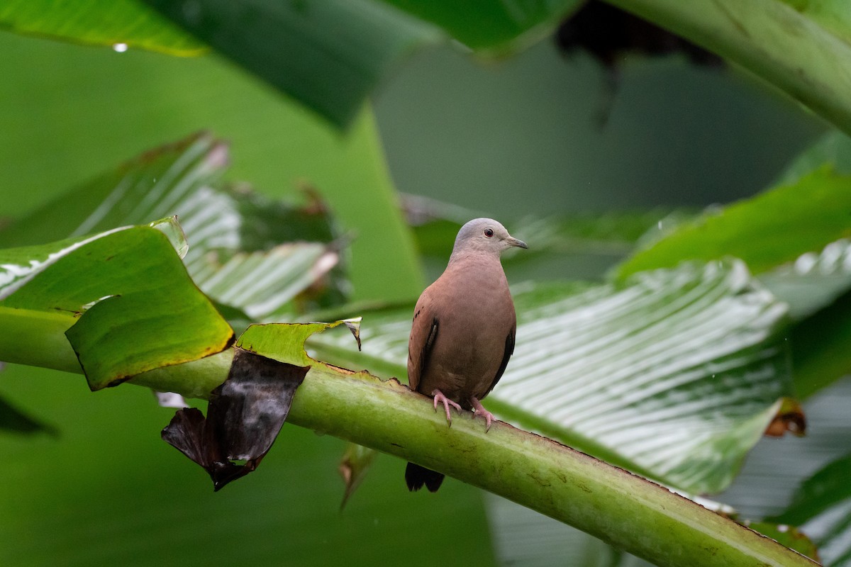 Коричневая земляная горлица - ML645382598