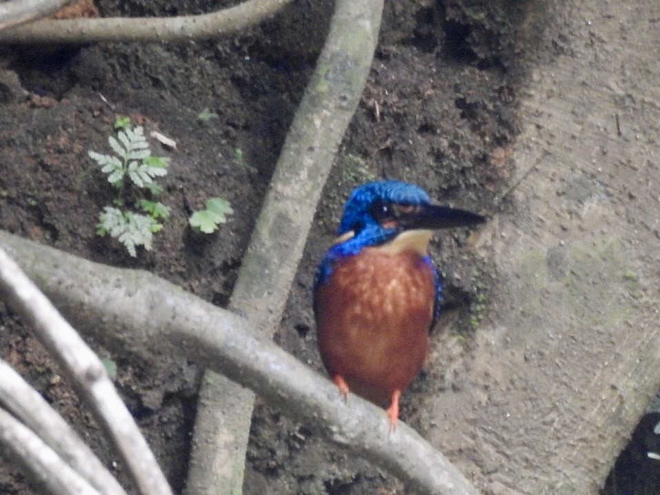 Meninting Yalıçapkını - ML645382602