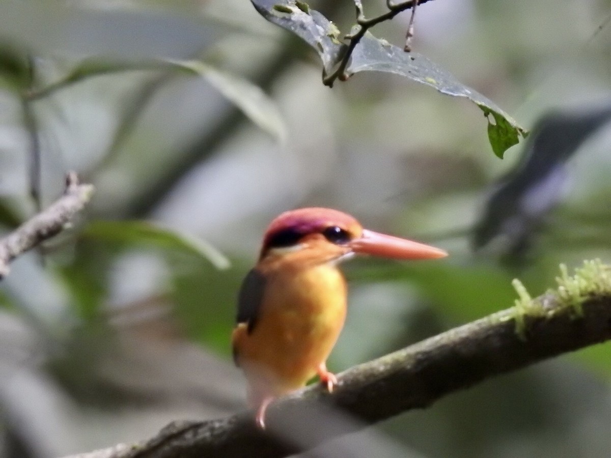 Black-backed Dwarf-Kingfisher - ML645382604