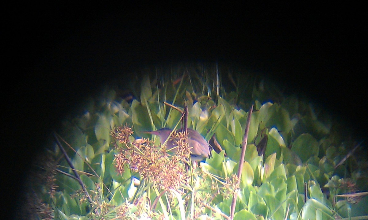 Sarı Küçük Balaban - ML645382615