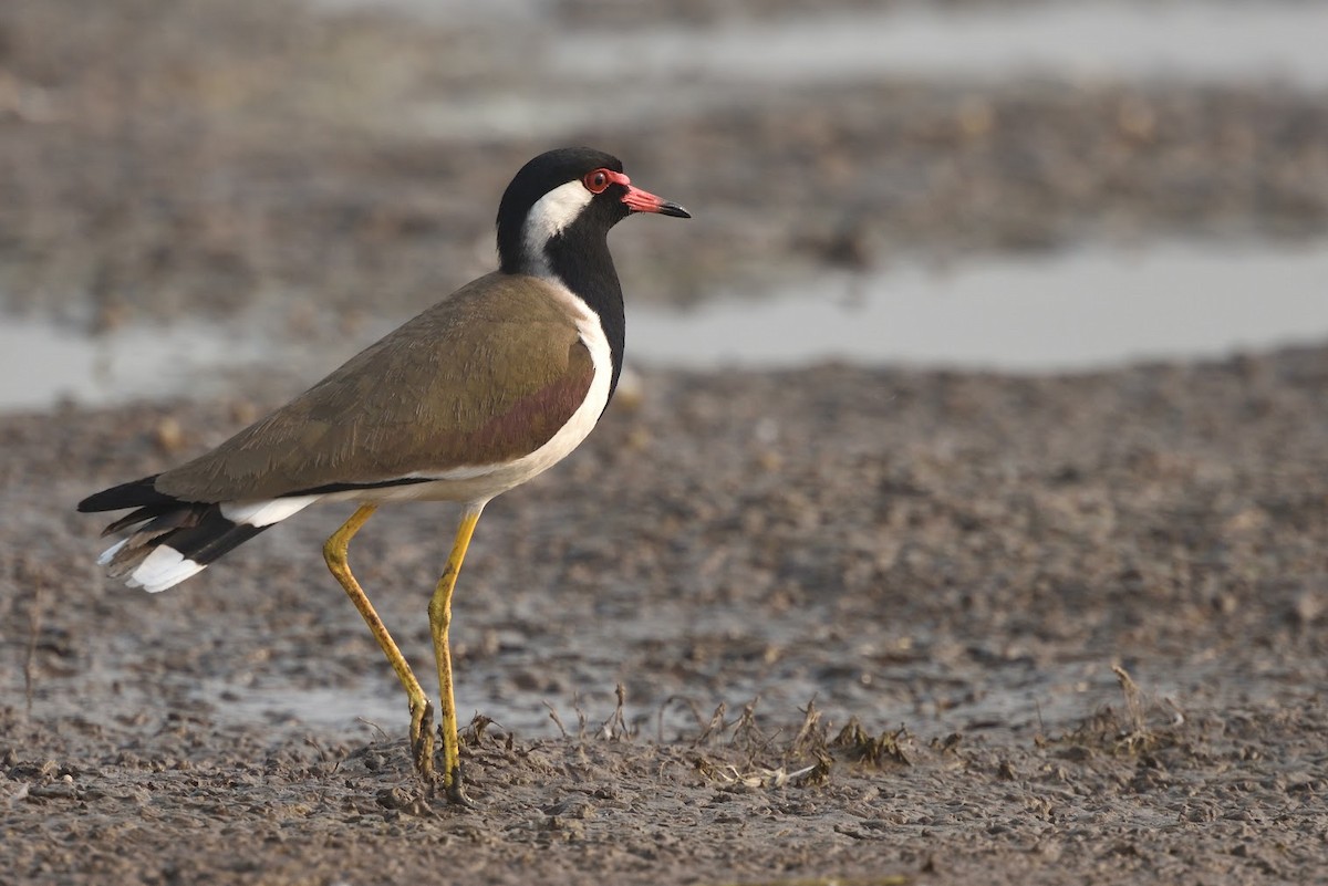 Red-wattled Lapwing - ML645382620