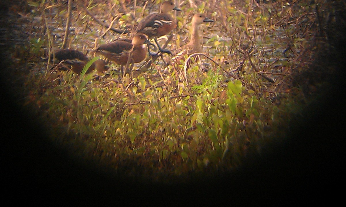 Gezgin Islıkçı Ördek - ML645382621