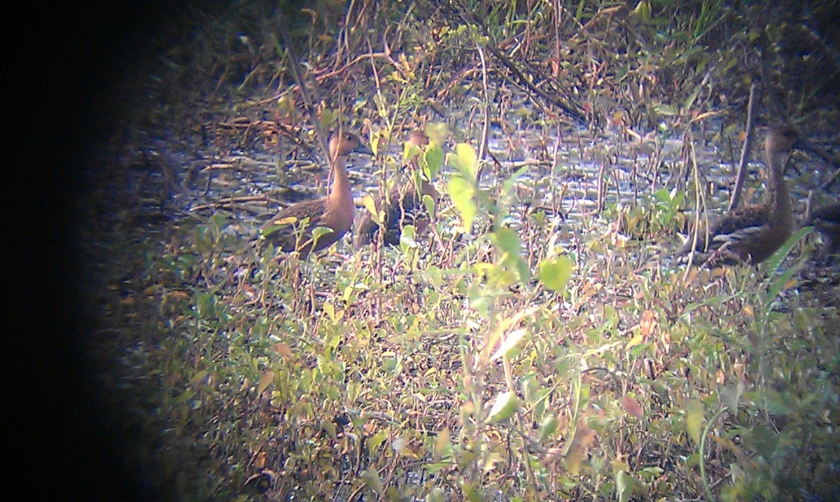 Gezgin Islıkçı Ördek - ML645382622