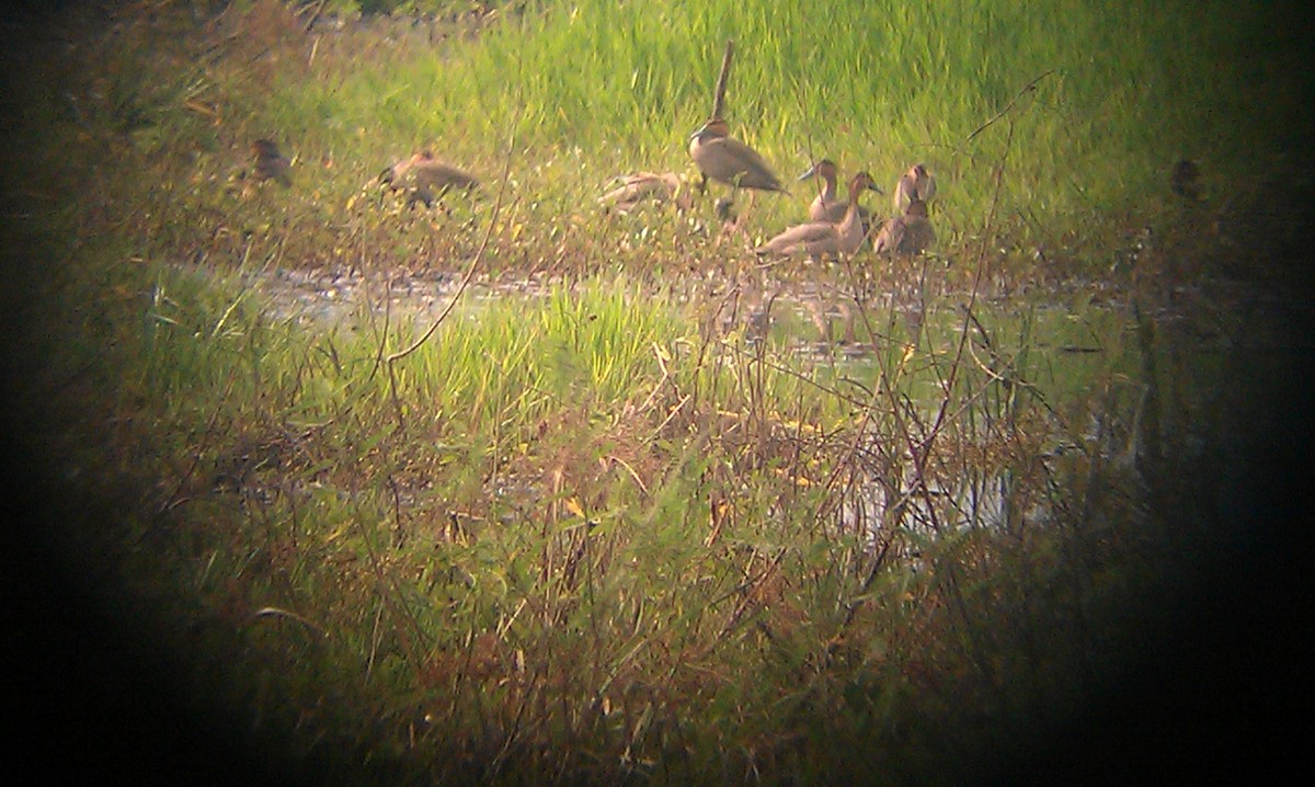 Filipin Ördeği - ML645382626