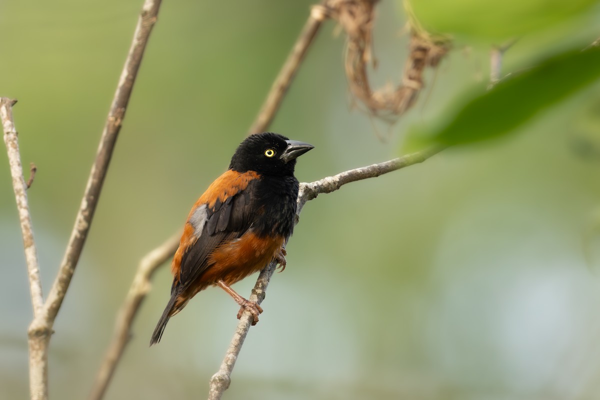 Chestnut-and-black Weaver - ML645382629