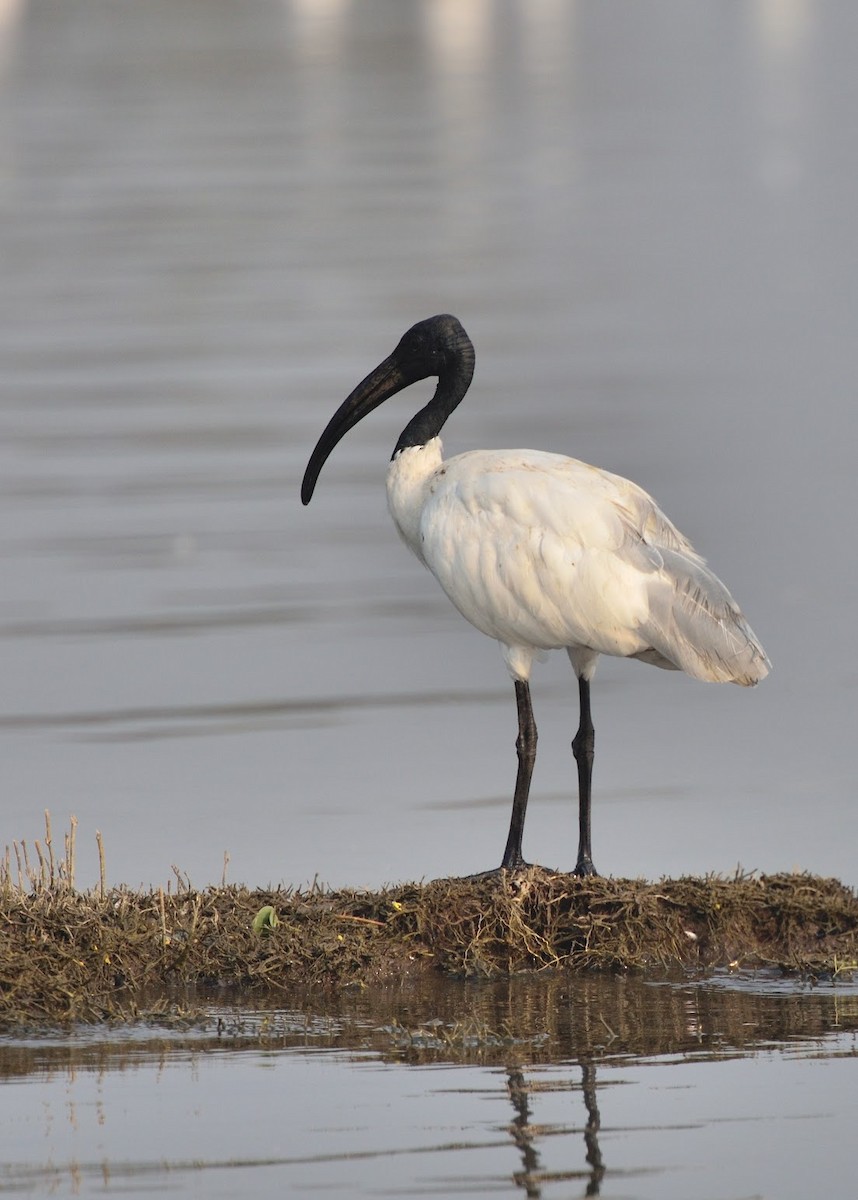 Black-headed Ibis - ML645382630