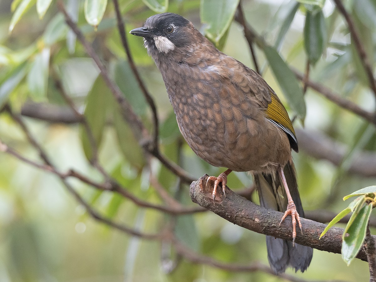 Black-faced Laughingthrush - ML645382632