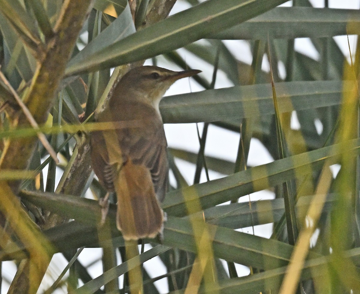 rákosník hlučnohlasý - ML645382633