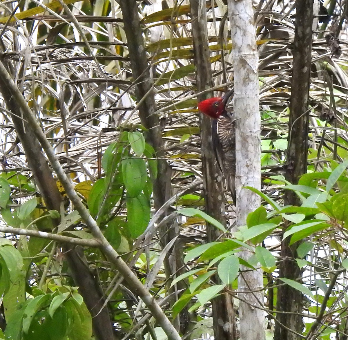Guayaquil Woodpecker - ML645382638