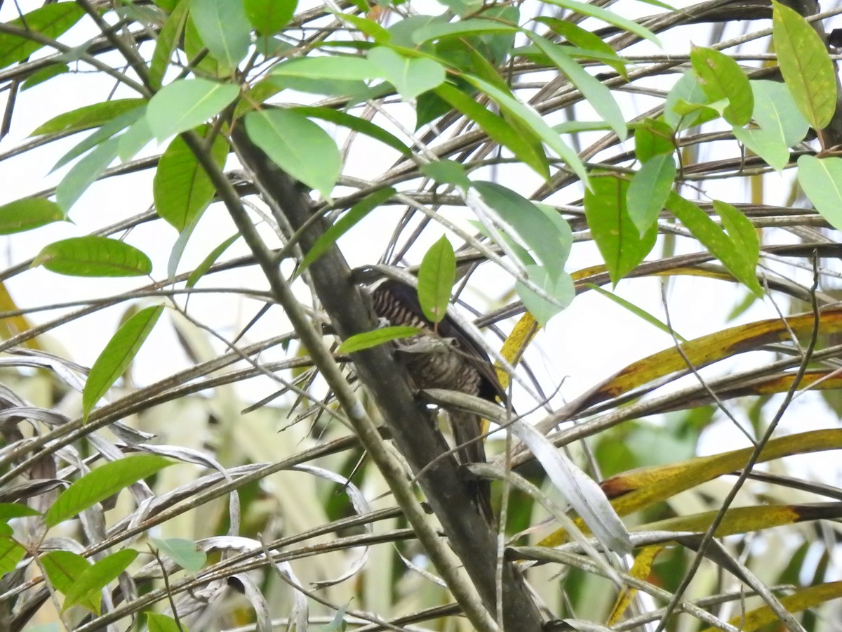 Guayaquil Woodpecker - ML645382642