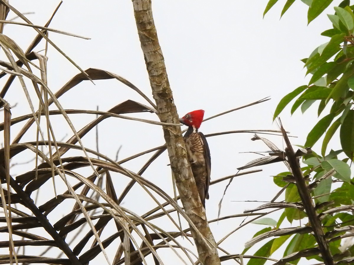 Guayaquil Woodpecker - ML645382646