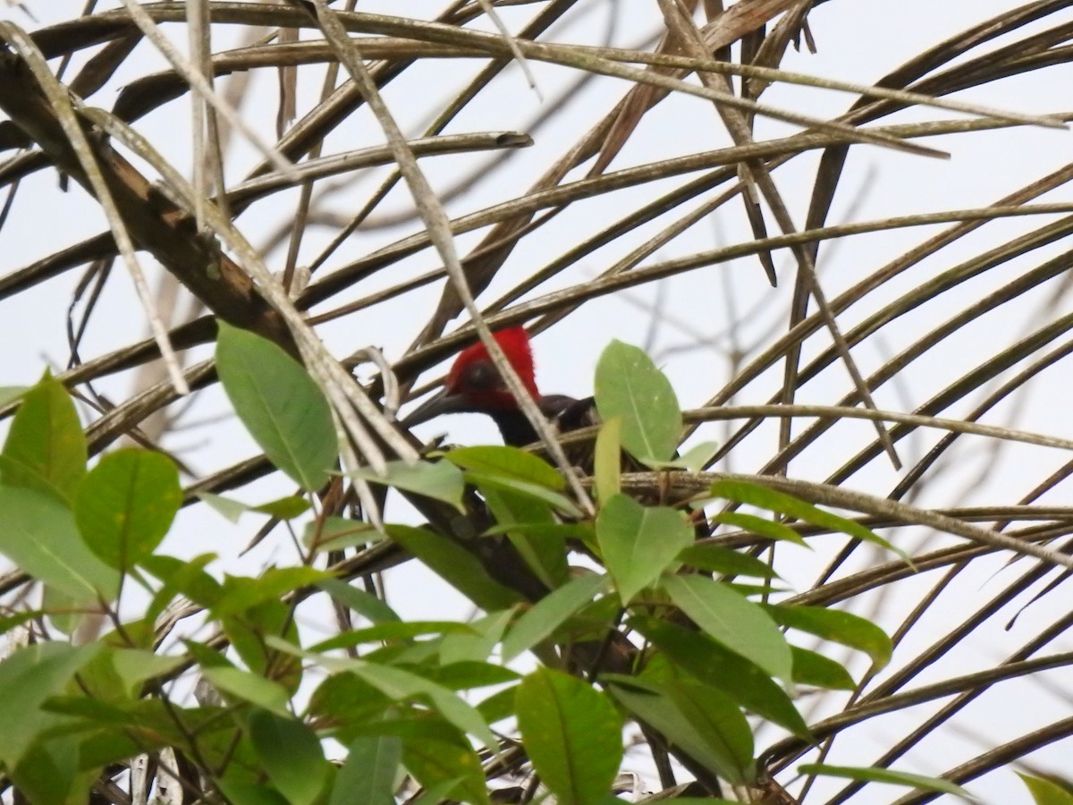 Guayaquil Woodpecker - ML645382647