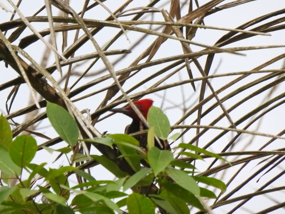 Guayaquil Woodpecker - ML645382648