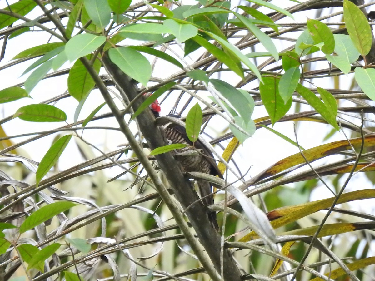 Guayaquil Woodpecker - ML645382649