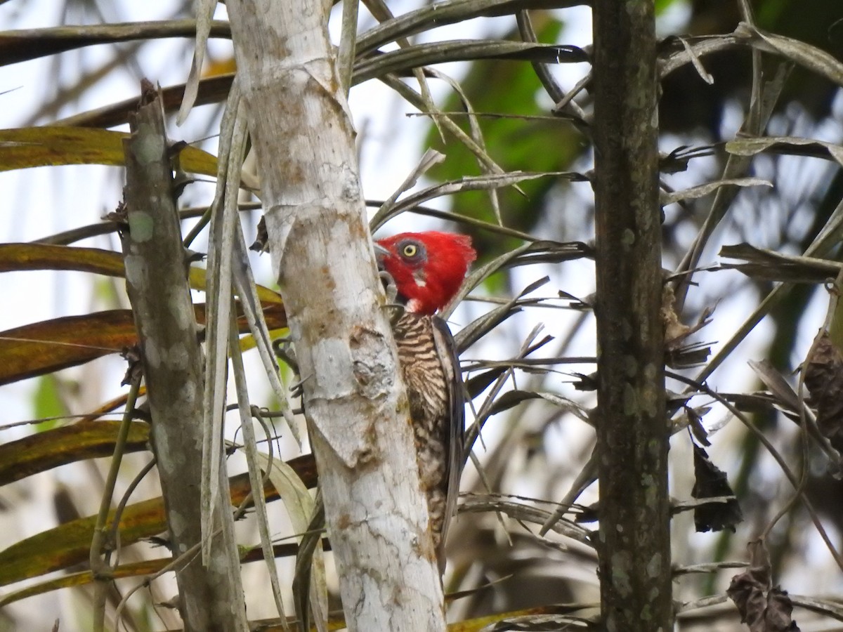 Guayaquil Woodpecker - ML645382650