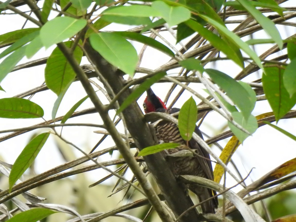 Guayaquil Woodpecker - ML645382651