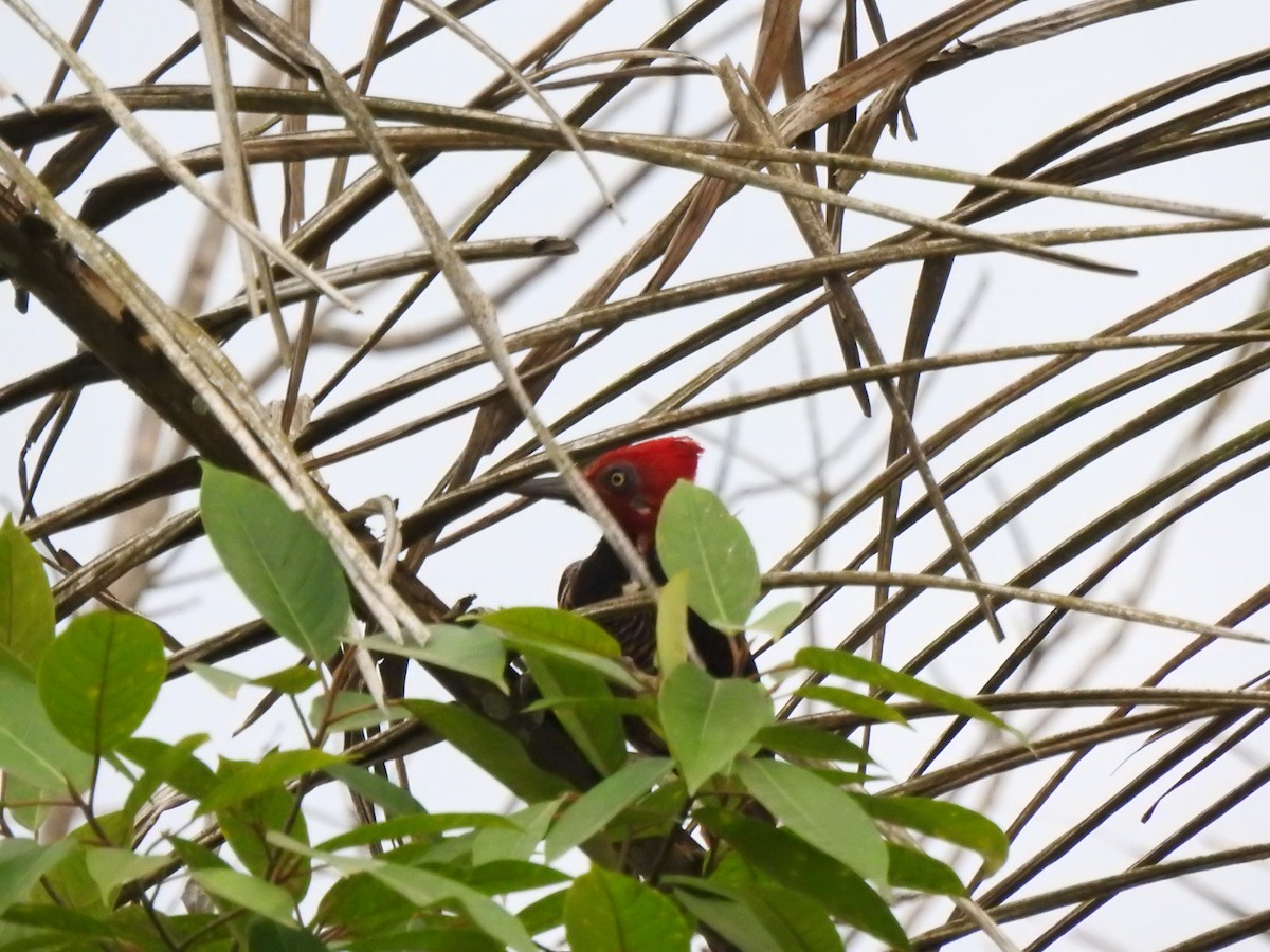 Guayaquil Woodpecker - ML645382652