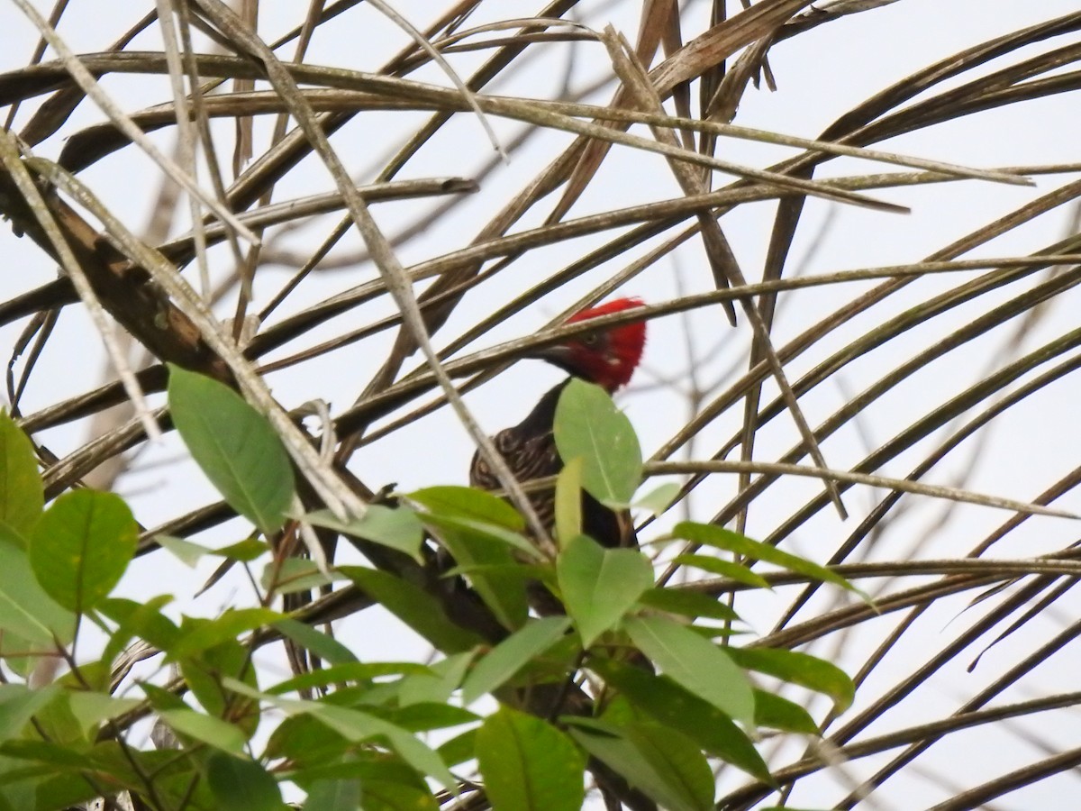 Guayaquil Woodpecker - ML645382653