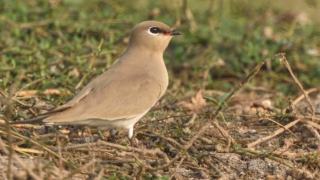 Small Pratincole - ML645382654