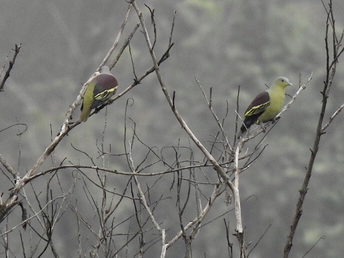 Gray-fronted Green-Pigeon - ML645382655