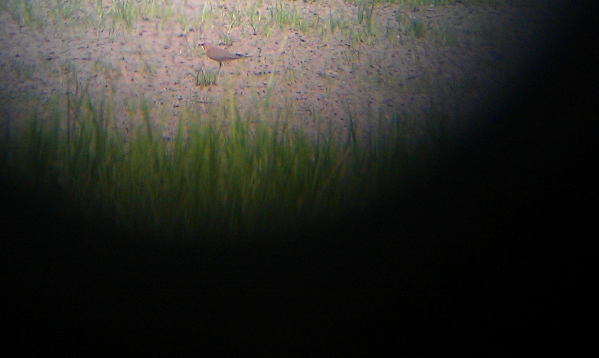 Oriental Pratincole - ML645382656
