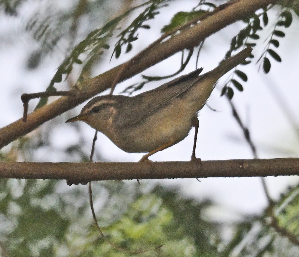 Dusky Warbler - ML645382657