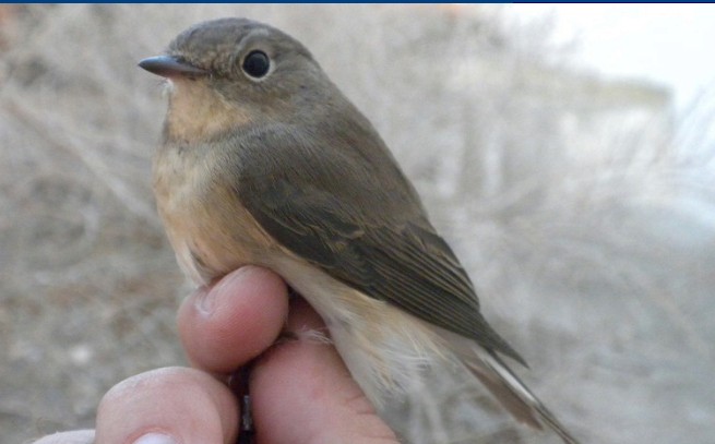 Red-breasted Flycatcher - ML645382658