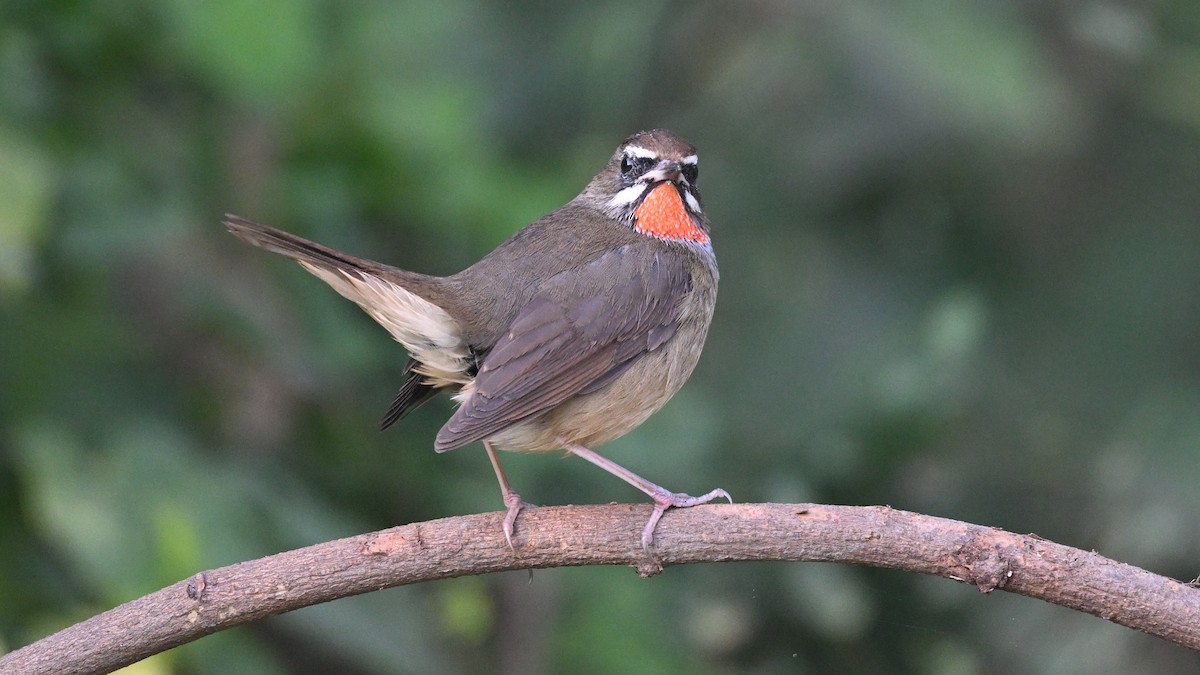 Siberian Rubythroat - ML645382659