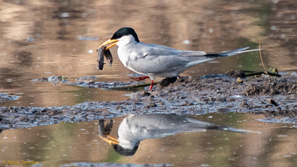 River Tern - ML645382660