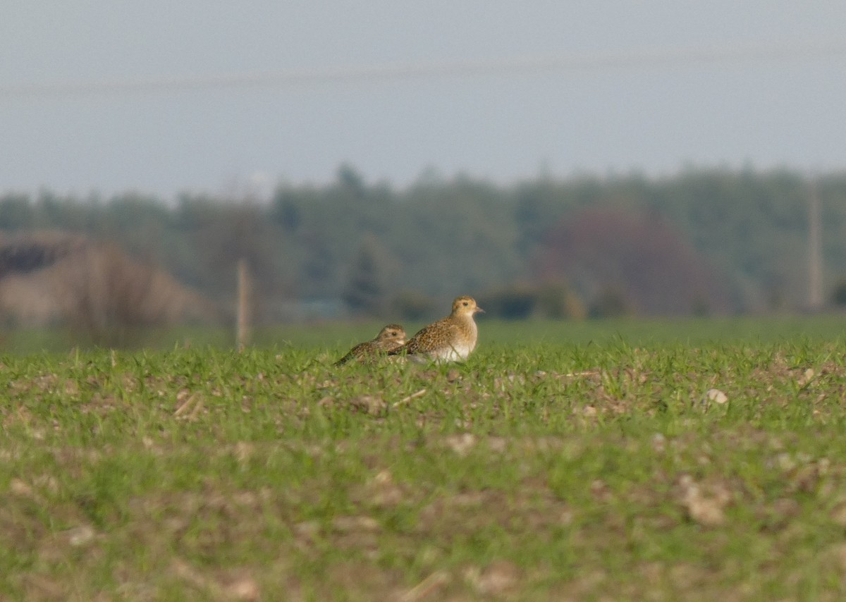 European Golden-Plover - ML645382662