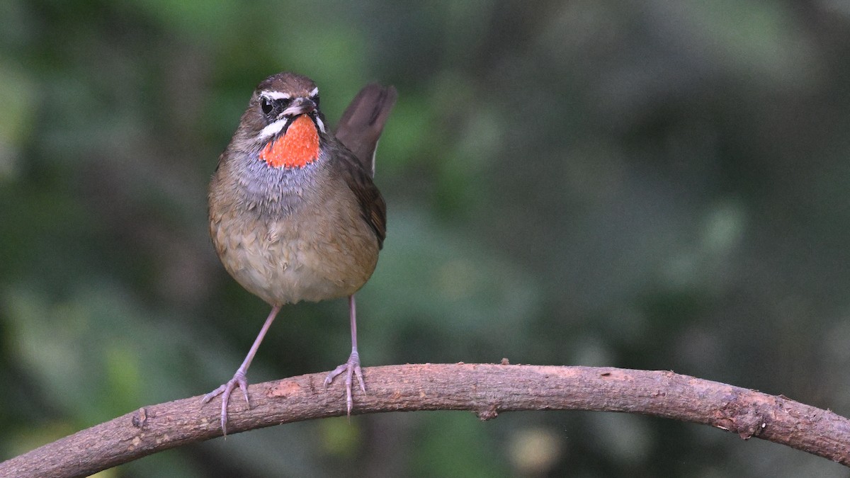 Siberian Rubythroat - ML645382663