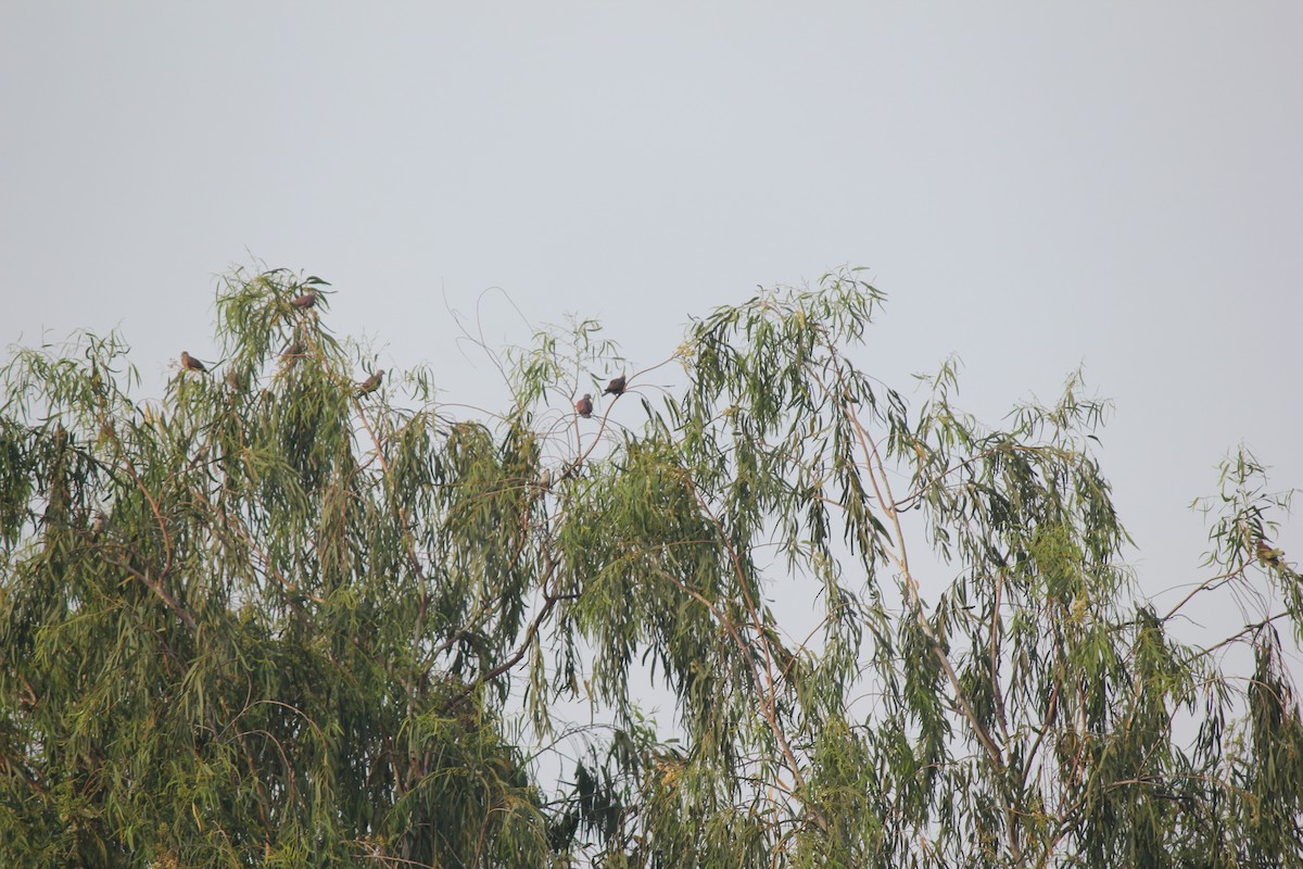 Red Collared-Dove - ML645382666