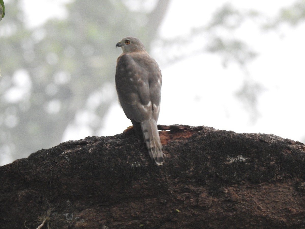 Shikra - ML645382668