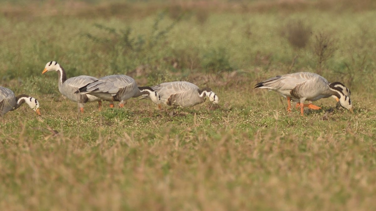 Bar-headed Goose - ML645382669