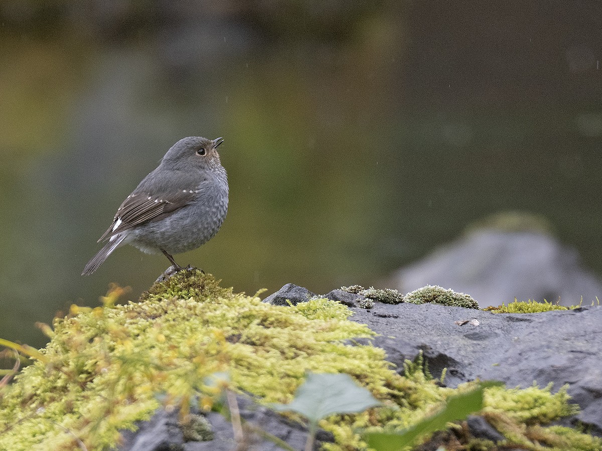 Plumbeous Redstart - ML645382670