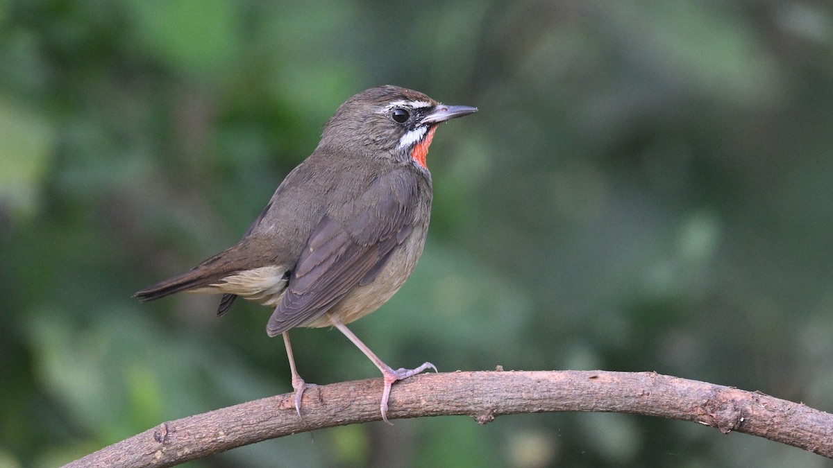 Siberian Rubythroat - ML645382672