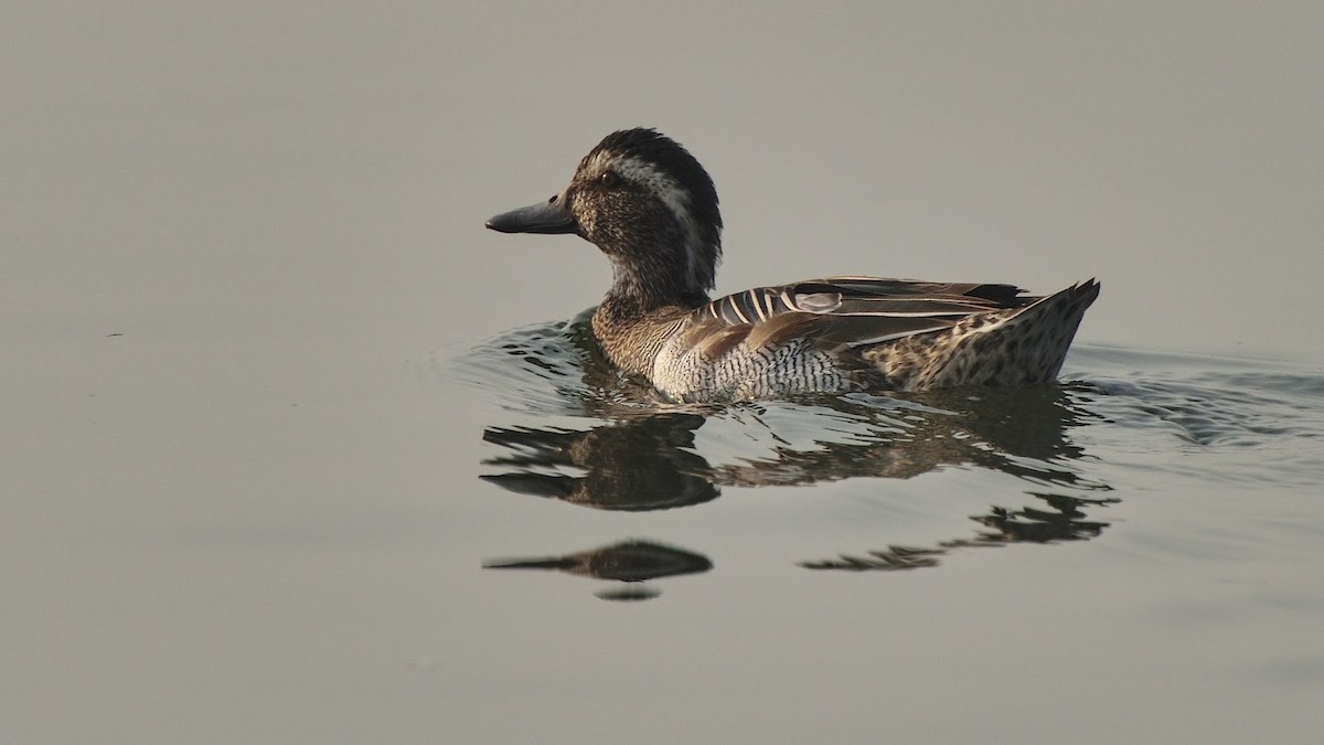 Garganey - ML645382673