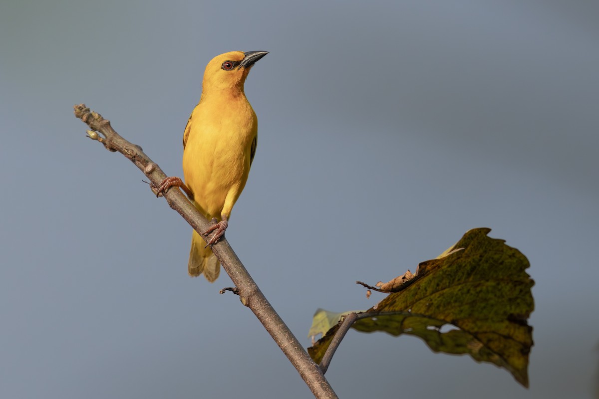 Orange Weaver - ML645382678