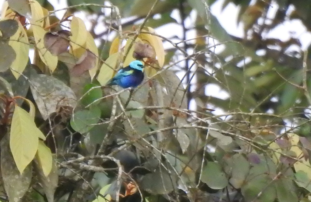 Blue-necked Tanager - ML645382679