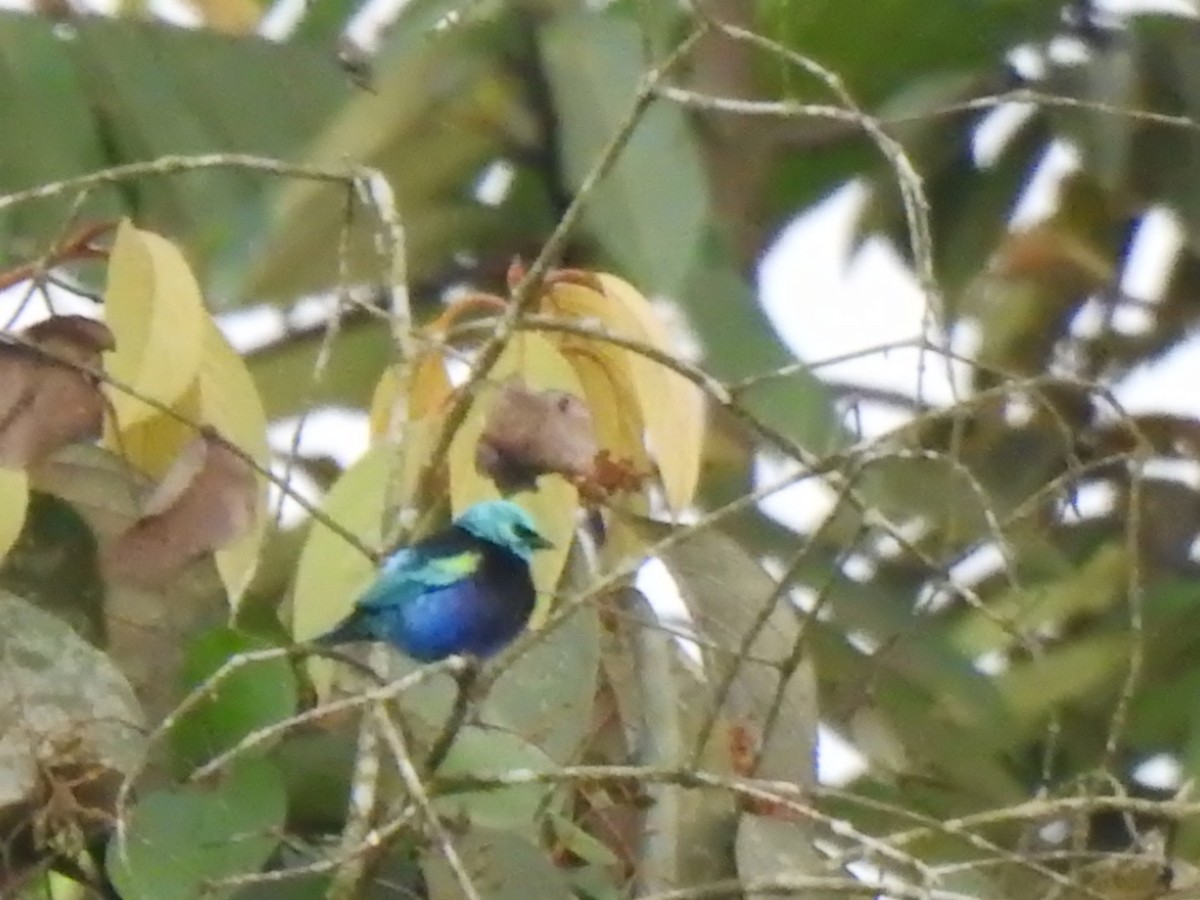 Blue-necked Tanager - ML645382680