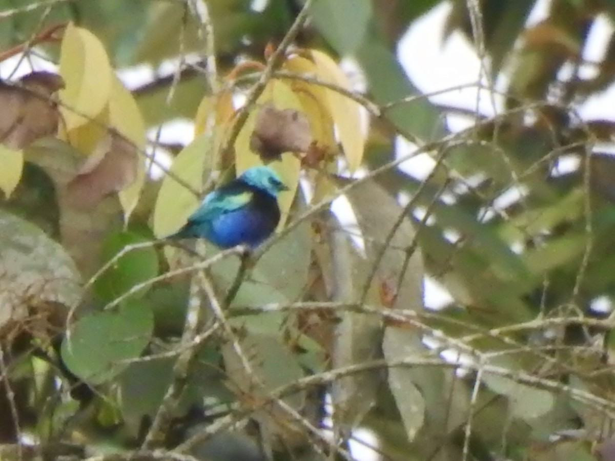 Blue-necked Tanager - ML645382681