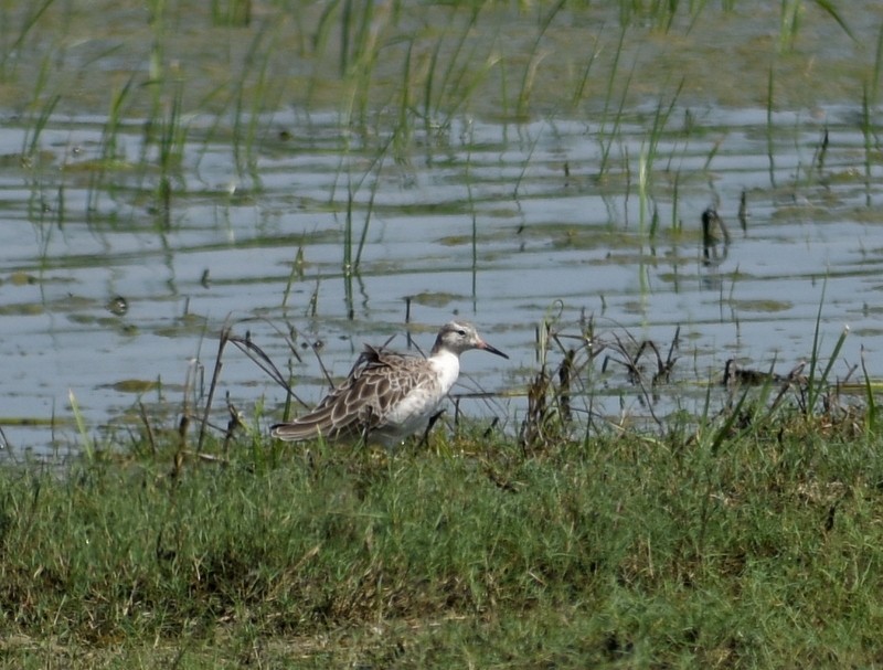 jespák bojovný - ML645382682